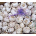 New product High Grade egyptian organic red garlic for sale